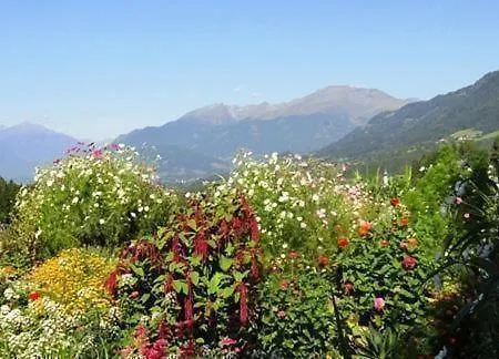 Cosmea In *