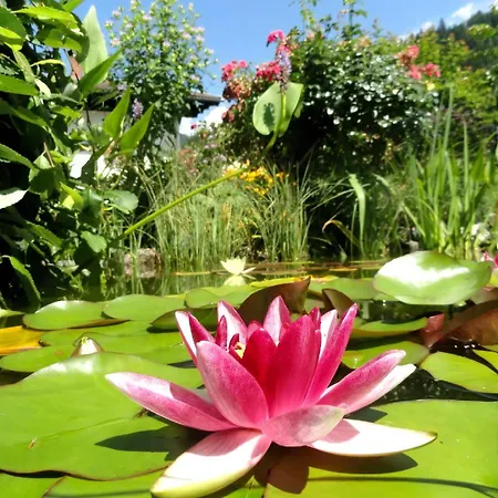 Cosmea In *