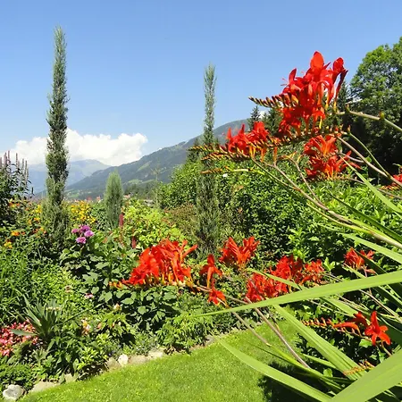Cosmea In Διαμέρισμα *